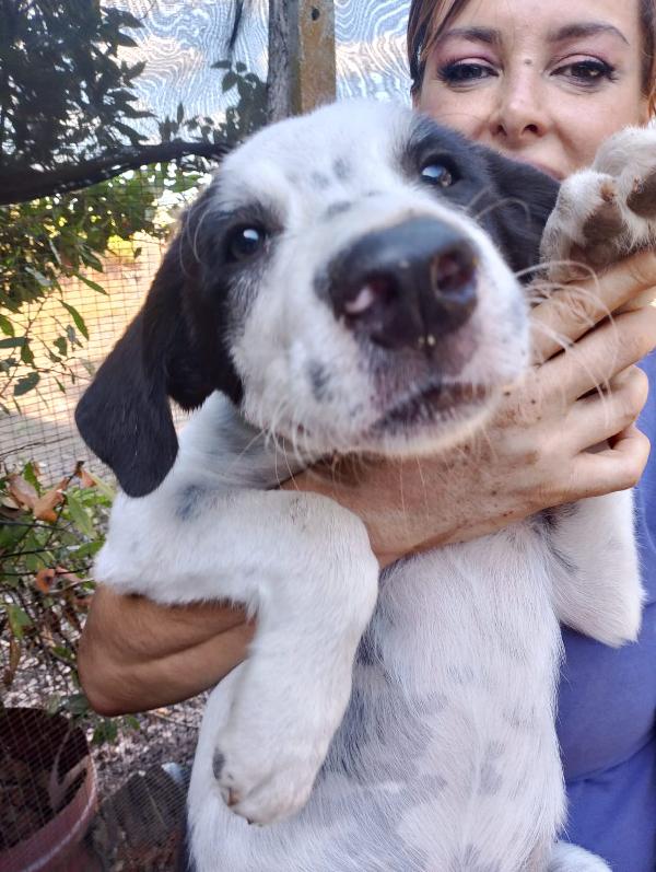 👉 “Numa, cucciolo bianco e nero: il sogno di una casa dopo la perdita del suo angelo Biagio” Foto 11